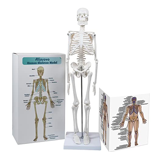 Аливово Скелетен модел Анатомија мини човечки анатомски скелет Студија за медицинско образование 17.7 Модел со шарена рачна и исклучителна