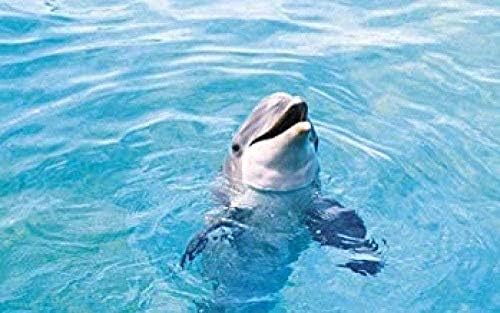 Wmyzshdwz Dolphin Diamond Sainting Kit DIY 5D Round Adult Rhinestone Crystal Paintion Dific Adult Dids Dids Making Mairal Art Sainting 70x50cm