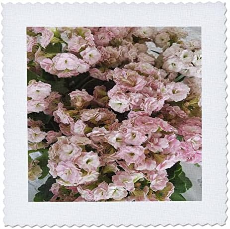 3дроза Убава Фотографија Од Нежни Розови Цвеќиња од каланхое-Квадрати Од Јорган