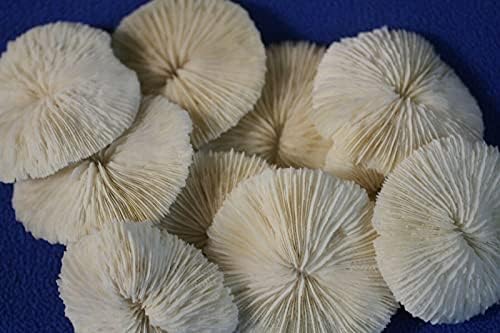Солен пеликан пакет од 40 резерви за занаети со плажа за плажа - корали од печурки од 2 инчи до 3 инчи големини, SS -100