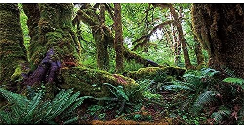 АВЕРТ 48х18 инчи Позадина На Тропски Шумски Терариум Зелено Огромно Живеалиште На Влекачи На Дрвја Позадина На Дождовни Шуми Позадина