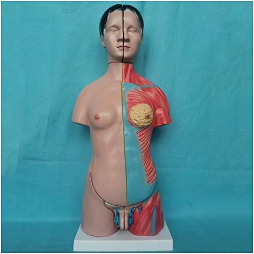 Kh66zky Life Size Anatomical Medical Torso Model Unisex Human торзо модел со отстранлив мозок и срце за училишно образование