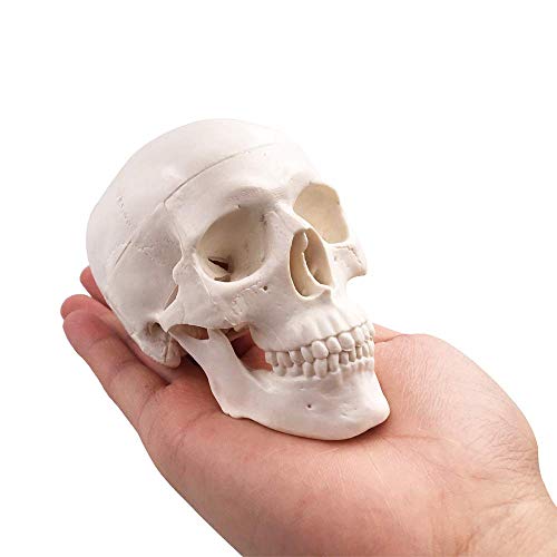Мини модел на череп, човечка медицинска анатомска коска на главата, мала големина на коска за возрасни за образование