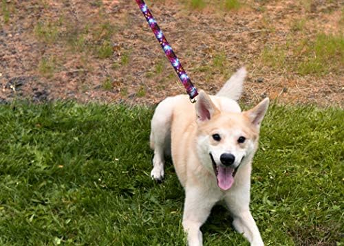 Лос миленичиња носат луксузни кучиња поводник - во форма на тешки миленичиња поводници, направени во САД - 1 инч x 6 стапки, бодликава жица