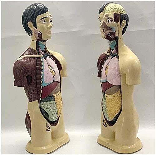 Lumecube Human 9 делови полу-тело со внатрешни органи модел на торзо анатомија- за медицински модел за обука на образование