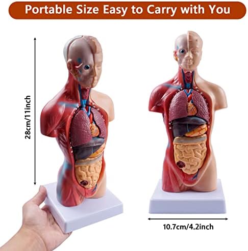 10.5 Инчистете медицински торзо модел на човечко тело Анатомија кукла 15 отстранливи делови Образование Органи Модел за наставни