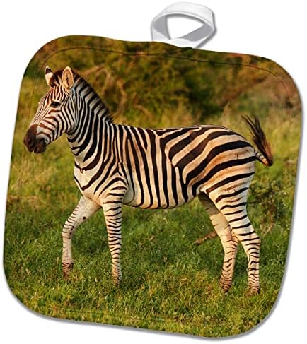 3drose Burchells Zebra, Kruger NP, Јужна Африка - Potholders