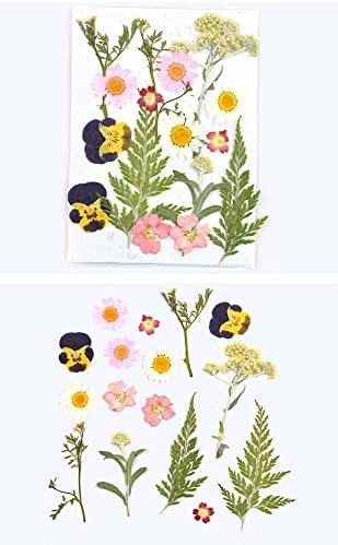 Сушено Цвеќе Остава Цвеќиња Уметнички Материјали ЗА Бележење САМ