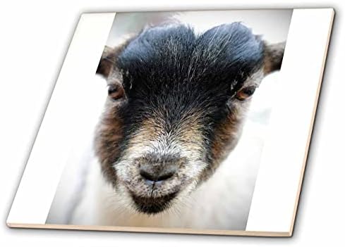 3дроуз макро фотографија од симпатичен портрет на коза за бебиња. - Плочки