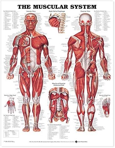 Анатомскиот систем на мускулеста систем, ламинат, расадник