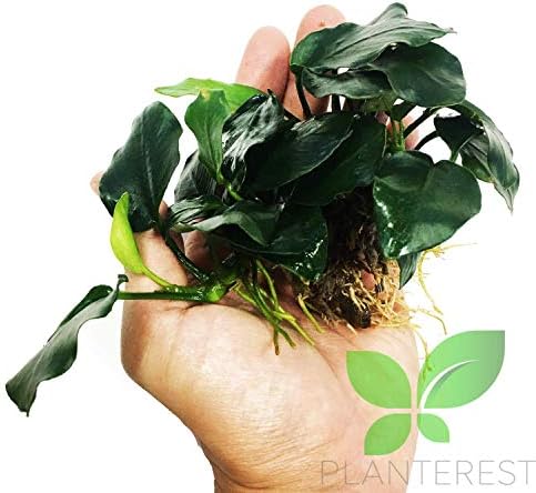 Planterest - Anubias nana Дебела лисја за саксија во живо аквариум растителни украси Buy2get1free
