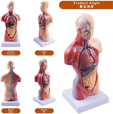 Daigmeng Medical Torso Torso Human Body Model Anatomy Doll 15 компјутери Отстранливи делови Образование Органи Модел, за научна училница за студирање