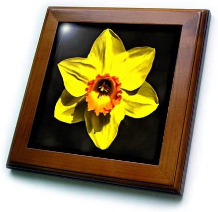 3дроза Убава Жолта Нарцис Пролет Цвет На Сива Рамка Плочки