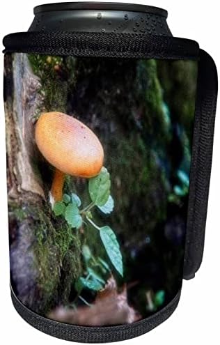 3дроза Мала Печурка Во Шумата Фотографија Одблизу-Може Ли Ладилник За Завиткување Шишиња