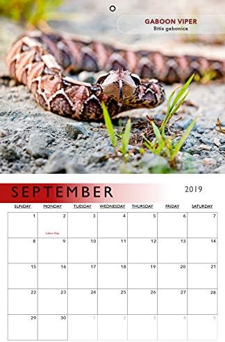 Календар на змии 2019 година. Се одликува со сите егзотични, отровни змии, по една за секој месец плус дополнителни бонус слики.