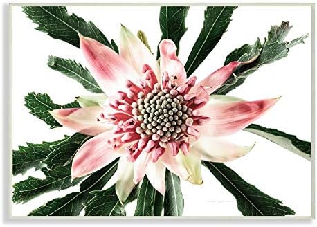 Stuple Industries светло блиску цвет од розова бела фотографија, дизајнирана од Елис Катарал Арт, 10 x 15, wallидна плакета