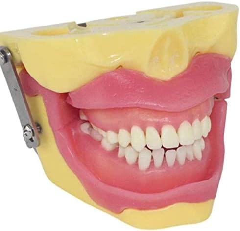 Стоматолошки заби Типодонт модел-Дентална орална симулација на орална симулација Едноставна глава за екстракција на заби модел за медицинска