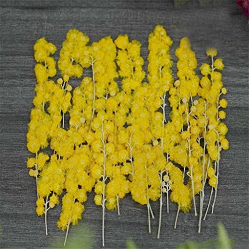 Zyjbm 60 парчиња суво притиснато хербариум за DIY рачно изработени декоративни рачно изработени материјали сушени цвеќиња цвеќиња
