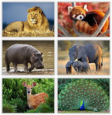 Парт Импекс диви животни разгледници - 4 x6 Масовно разновидност на шумски џунгла сафари суштества со испратена страна - сите