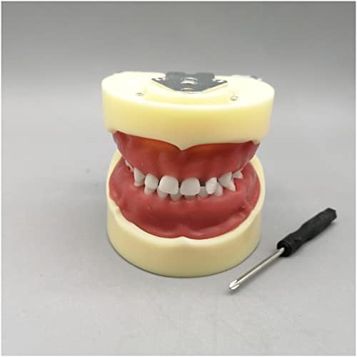 KH66ZKY Детски листопадни модел на заби - Модел на заби на типодонт - за модел на заби на заби, заби, стоматолошка практика
