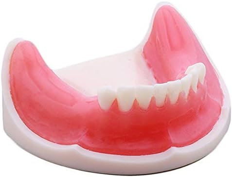 KH66ZKY Стоматолошки типодонт заби за заби Студија за настава на настава за заби, заби за заби со пониски вилици, демонстрации Модел