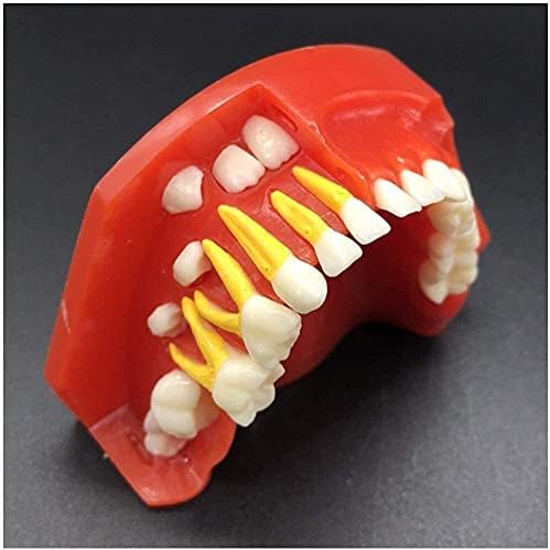 Модел на заби на заби на лумекаби- наизменичен модел на примарни заби Детско бебе заби модел Симулација Орален заб што го покажува појавата на