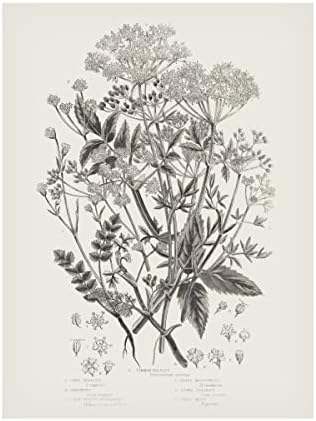 Трговска марка ликовна уметност 'цветни растенија I неутрална' платно уметност од портфолио на диви јаболка 14x19