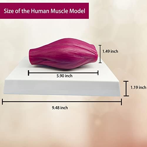 Veipho 1 lb модел на мускули, 1 фунта реплика на анатомија на човечки мускули, еластичен модел на човечки мускули со основа за настава,