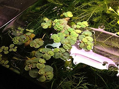 Риба и аквариуми 10 лебди со црвен корен Phyllanthus fluitans лебдат растителни водни декор