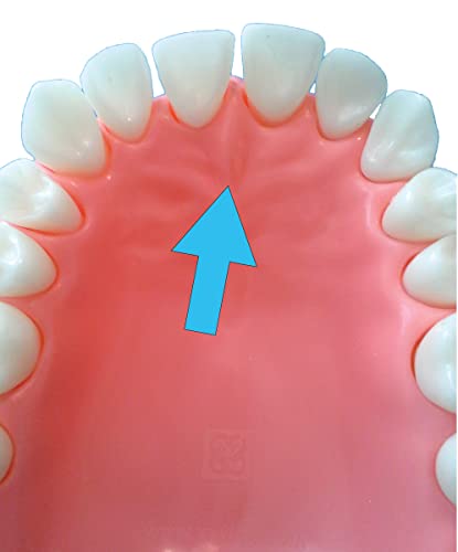 Забен модел за четкање на забите