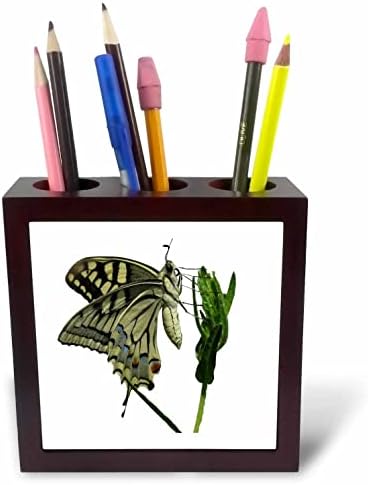 3дроза Оскудна Ластовичка Пеперутка Векторска Уметност Изолирана На Држачи За Пенкало Со Бели Плочки