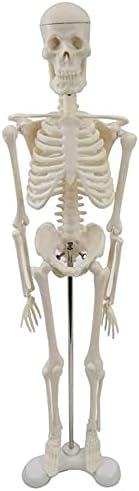 Lumecube Anatomical Skeleton Model Micro Human Skeleton Model Desktop Пластичен скелет мерки 45 см медицински модел