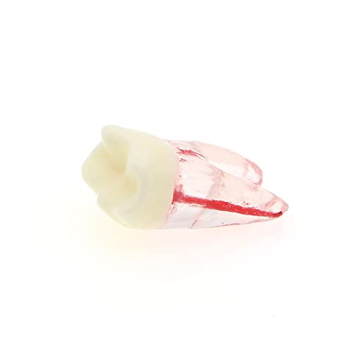 5pcs стоматолошки корен канал пулпа пулпа заби модел Ендодонтска пракса RCT Typodont M8007 11 14 16 21 33 34 35 36 44 45 Вежбање