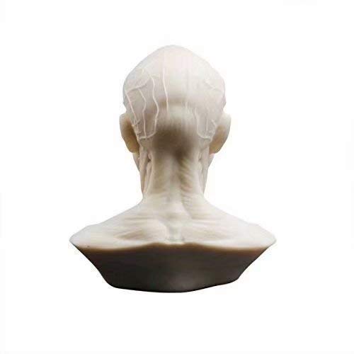 Denfective Human 10cm мускулен скелет модел на глава на главата на черепот на черепот на черепот Скулптура Скелптура Арт Скица Медицински