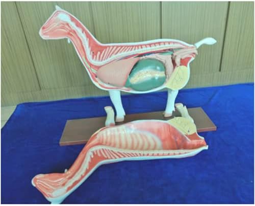 Модел на анатомија на овци ZMX - Напредно овци Анатомски модел на акупунктура на овци за настава - Анатомија Анатомија Овци Торзо Анатомски