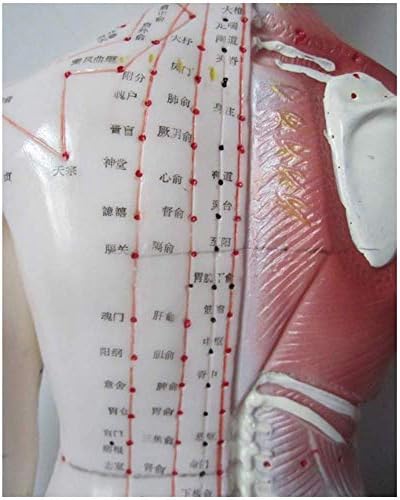 Џин Професионална Медицинска Анатомија Хумана Акупунктура Точка Модел Меридијан Акупунктура Поени Половина Кожа Половина Мускул