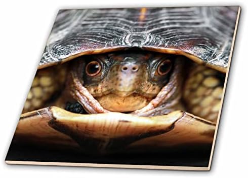 3дроза макро фотографија од кутија желка што излегува од неговата школка. - Плочки