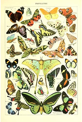 Meishe Art Patur Print Vintage Biology Botanical Science Wallид декор, морско суштество, животни од школки од морска вода морски
