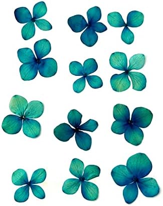 12 притиснато сушено детелина сино зелена цвет рамен 1,5 правејќи уметност за белење книги