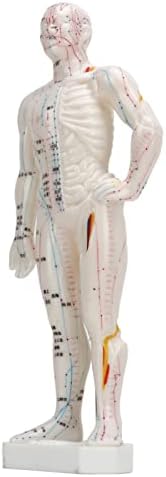 Модел На Акупунктура на човечкото Тело, Модел На Професионални Меридијански Точки Лесен За Читање Јасен Ракопис За Образование