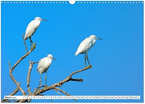 Птици Од Делтата Камарг , калвендо месечен календар