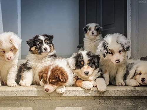 Qazwsx Diamond Art Australian Shepherd Puppies 5d DIY дијамантски точки за сликање КИТИ КРИСТАЛ по број на целосна тркалезна вежба Rhinestone