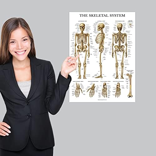 Палас учење 2 пакет - Скелетен систем Анатомски постер + табела за анатомија на мозокот - ламинирана