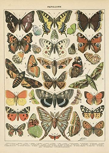 Популарни гроздобер француски типови на папилони пеперутки поставени; Две постери за печатење хартија 11x14in