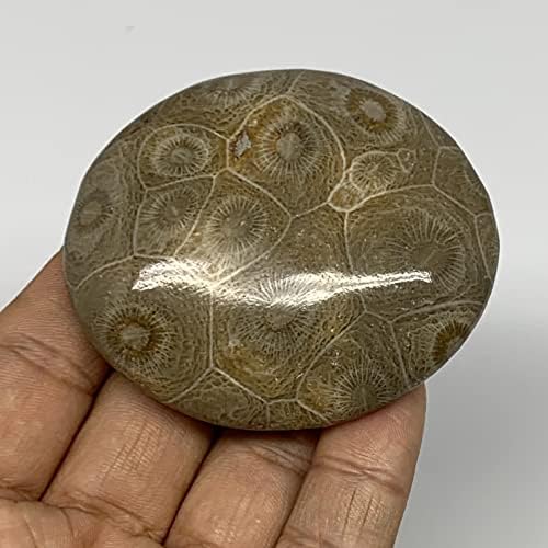 99.4g, 2,5 x2.2 x0.8 корални фосили палми-камен-галетски облик полиран @morocco, Reiki Energy Crystal, Metaphysical, B20319